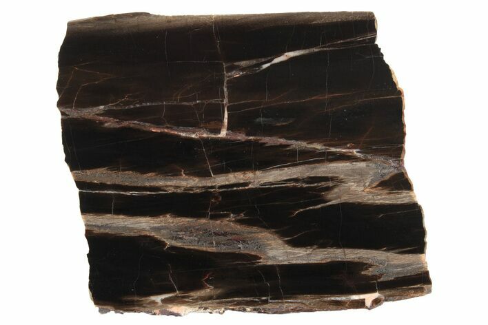 Triassic Petrified Wood (Conifer) Rip-Cut - Utah #236535